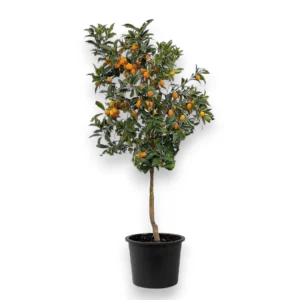 Citrus japonica Kumquat