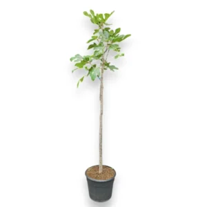Ficus carica 'Verdu'