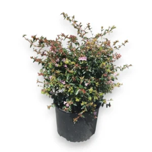 Abelia grandiflora – Großblütige Abelie