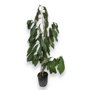 Indianerbanane (Asimina triloba) – selbstfruchtbar